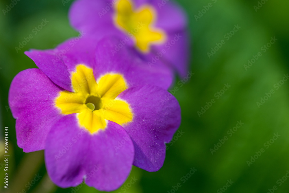 Purple primrose flower