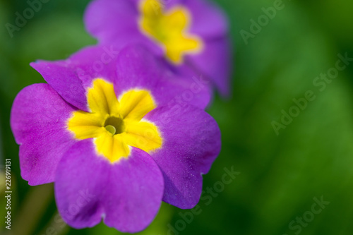 Purple primrose flower © Inolas