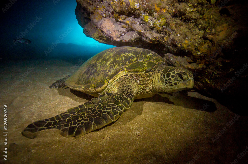 Obraz premium Green sea turtles of Hawaii