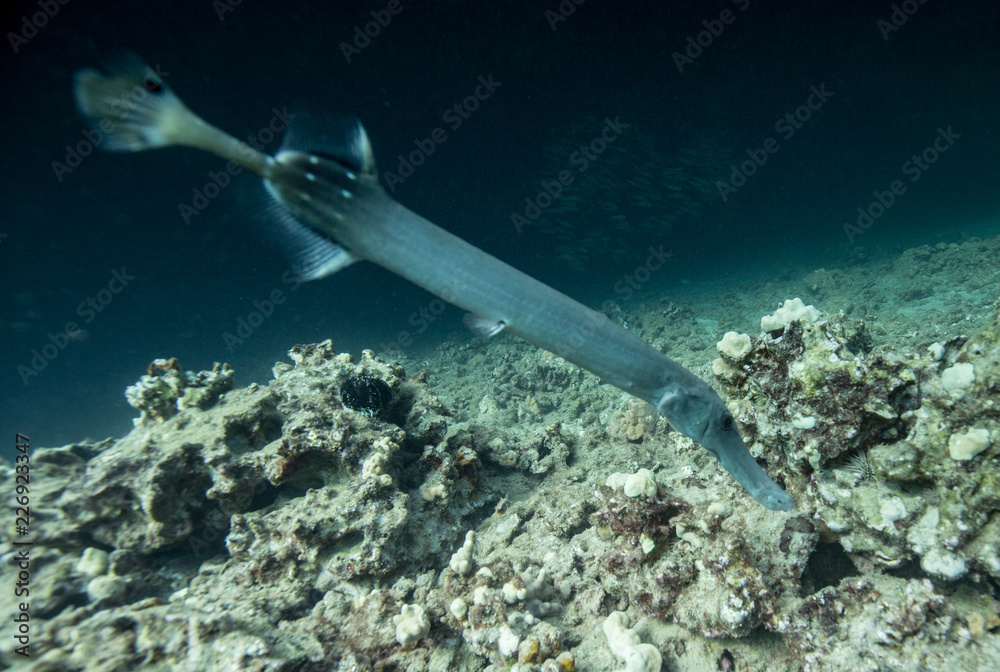 Naklejka premium Reef Life in the Ocean