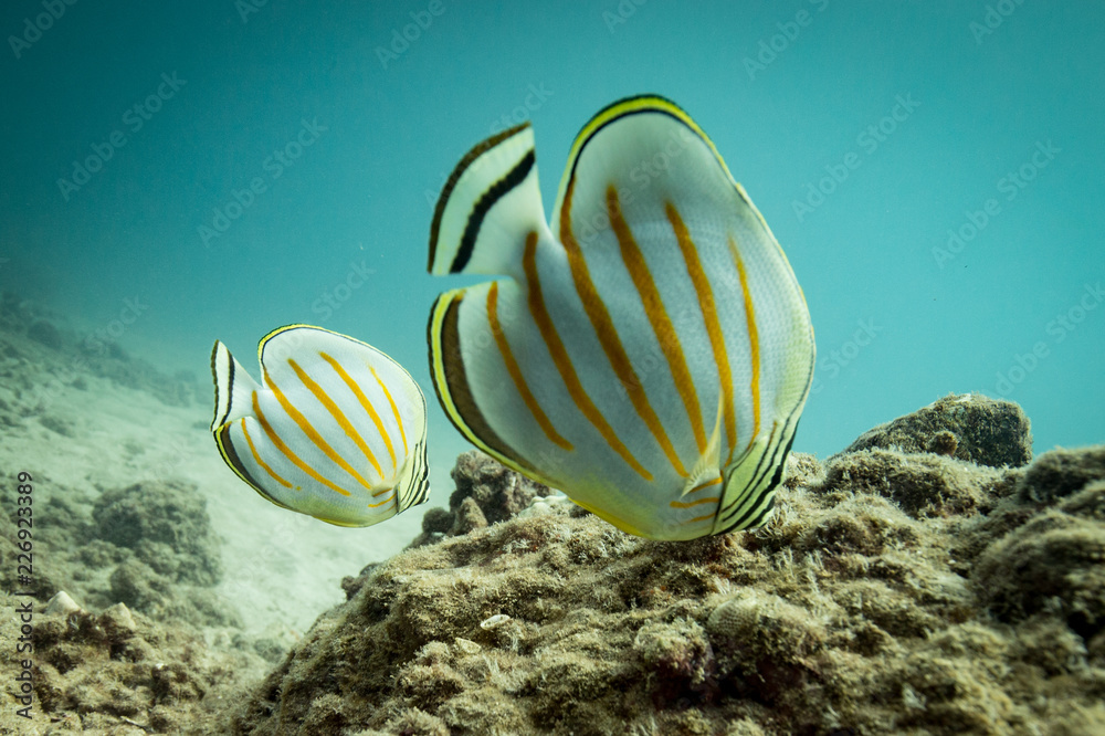 Reef Life in the Ocean Reef Life in the Ocean