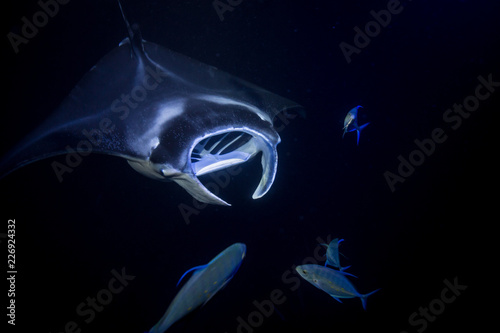 Manta Rays at night in Kona HI