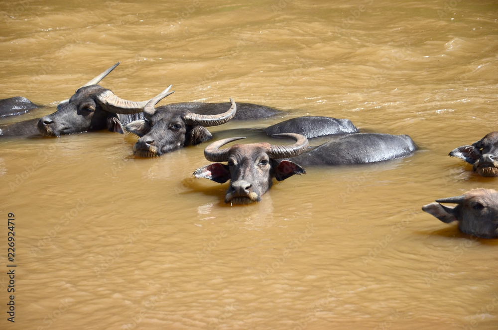 Fototapeta premium buffalo, water buffalo,