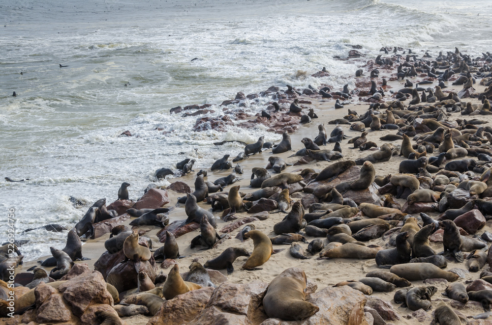 Lion seals colony on coast on Atlantic ocean Lion seals colony on coast on Atlantic ocean