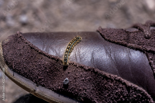 Movement of Millipede climbing on man's shoes. Toned image.