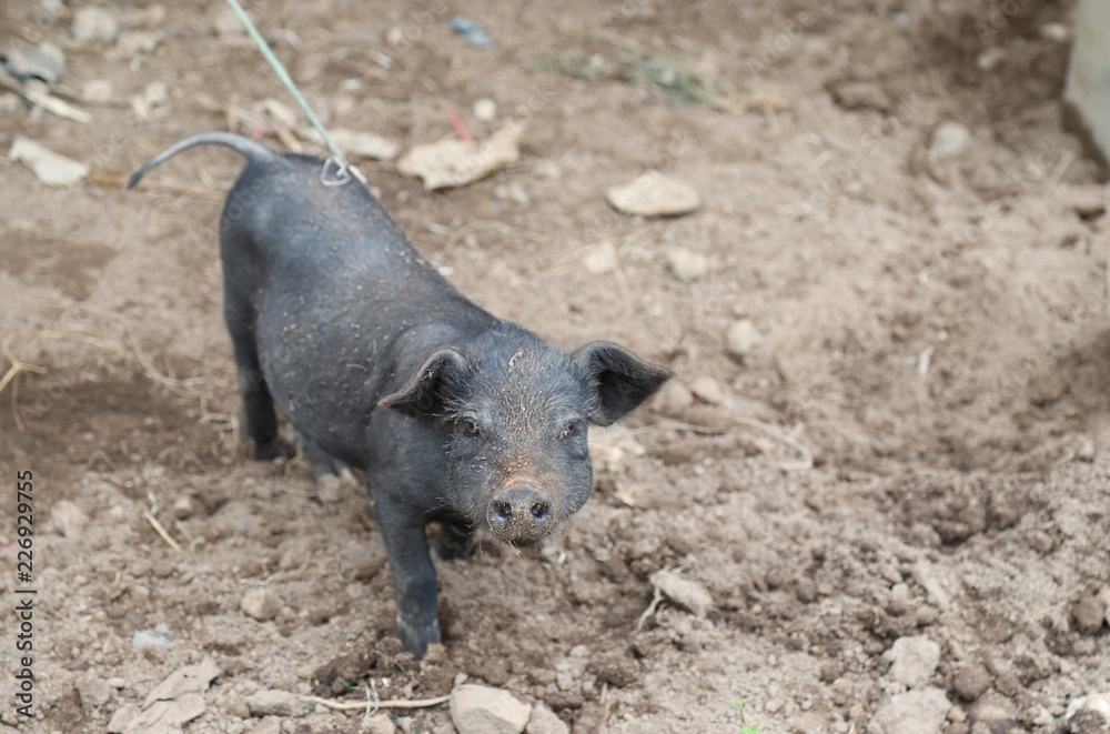 Closeup of a dirty black piggy stand on the ground at local people's house. Closeup of a dirty black piggy stand on the ground at local people's house.