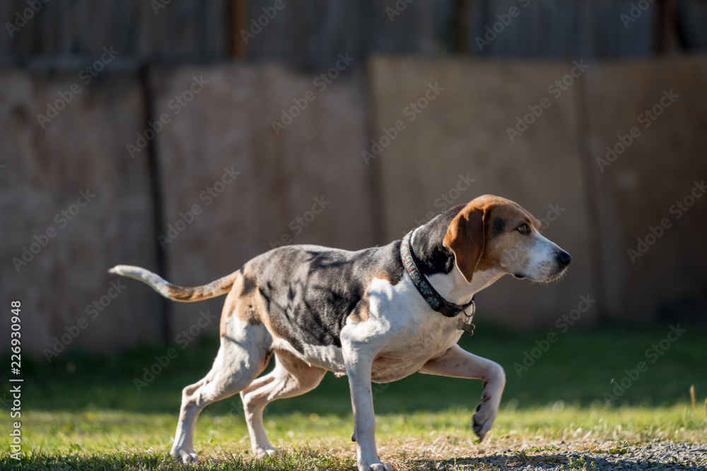 coonhound stalking