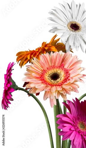 Bouquet of Gerbera Daisies