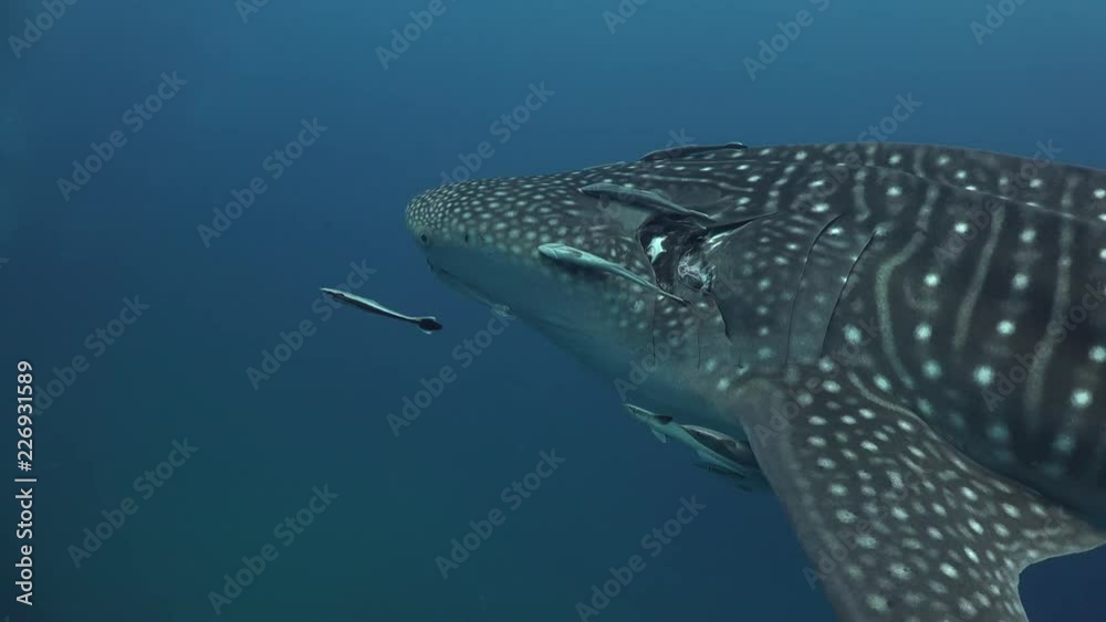Whale shark (Rhincodon typus) Whale shark (Rhincodon typus)