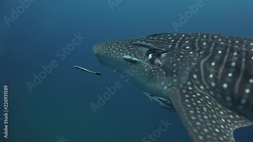Whale shark (Rhincodon typus) 