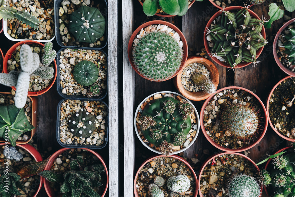 Fototapeta premium top view of various succulent and cactus plant growing in the pots on the old wooden tray at home garden. selective focus, vintage photo and film style