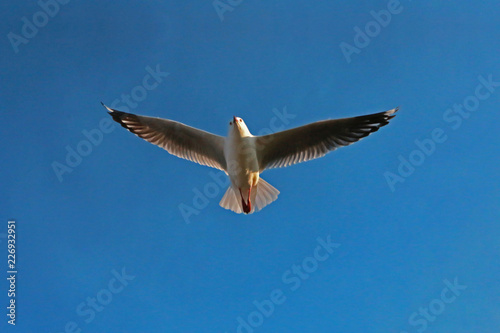 Canvas Print Seagull Flying at Great Ocean Road, Australia