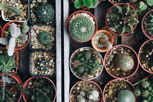 top view of various succulent and cactus plant growing in the pots on the old wooden tray at home garden. selective focus, vintage photo and film style