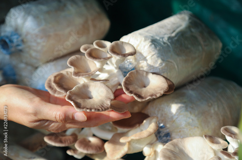 Closeup of organic fresh mushroom shows by woman's hand with sunlight in the morning.