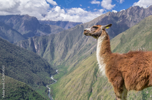 A llama stands in the foreground before a verdant valley on the Inca Trail in Peru