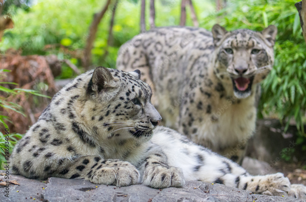 Snow leopard lounges on a rock while another stands out of focus in the distance Snow leopard lounges on a rock while another stands out of focus in the distance