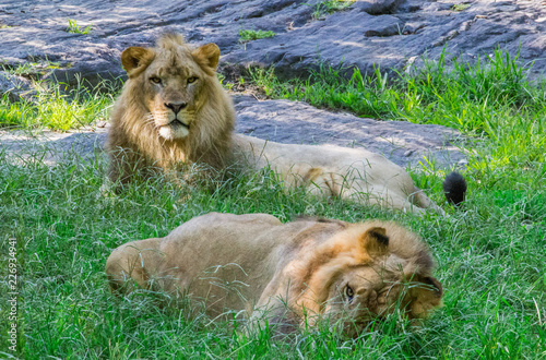 Two male lions relax in the grass and gaze at the camera.