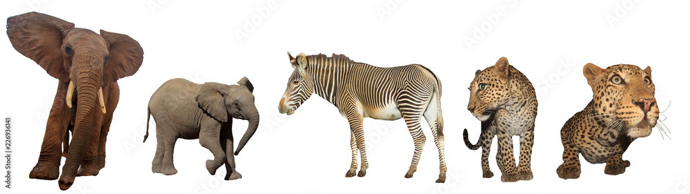 Fototapeta premium African wildlife isolated. Elephant, Zebra and Leopards on white background 