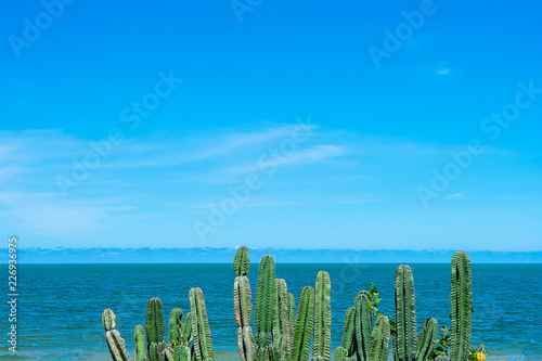 Cactus trees with blue sky and sea background.