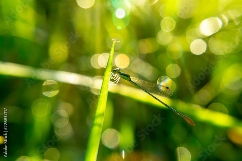 Small dragonfly on leaves