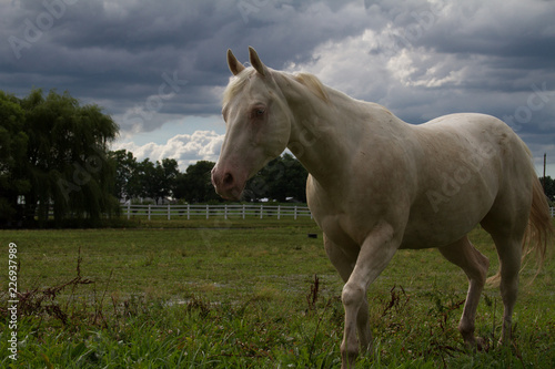 white horse walking © STL in 360