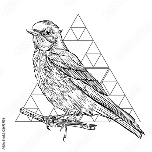 Blue Sialia. Detailed drawing of a bird. Vector illustration isolated on white background