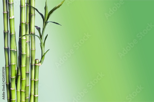 Many bamboo stalks on natural background, decoration plant.