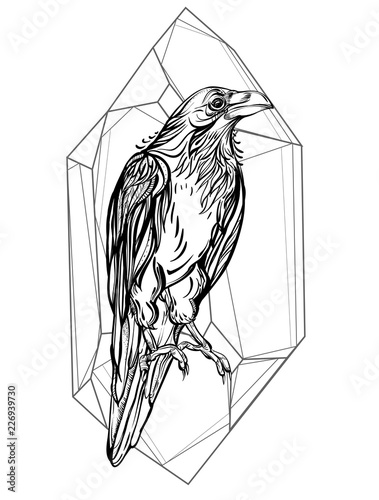 Raven. Vector illustration isolated on white background. Detailed drawing of a bird