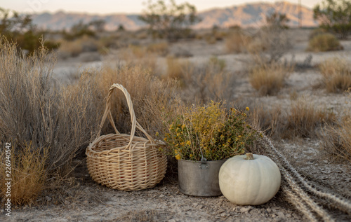 white pumpkin, woven basket, desert wildflowers, dried plants in Mojave desert landsape photo