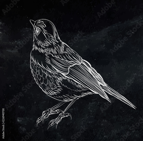 bird. Vector illustration isolated on black background. Detailed  drawing of a bird