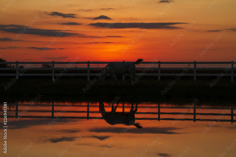 reflections horse sunset
