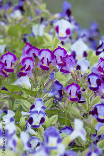 秋に咲く紫の小さい花が満開で美しい Stock Photo Adobe Stock 秋に咲く紫の小さい花が満開で美しい Stock Photo Adobe Stock