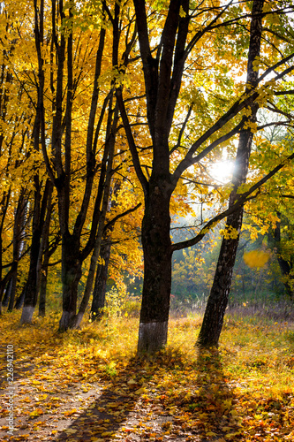 Beautiful maple alley on a sunny morning, golden autumn. A lot of fallen leaves © PhotoChur