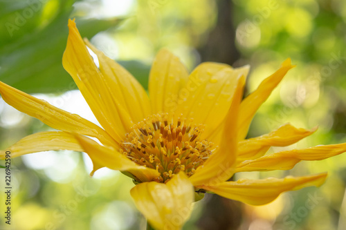 Dancing petals