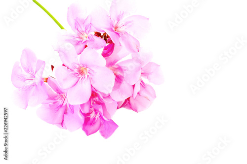 Pind tecoma flowers photo