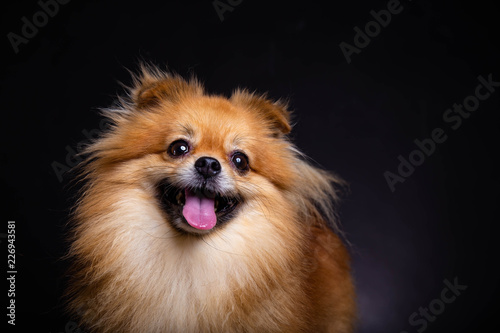 Lovely Pomeranian dog looks at owner and smile it, black background. Cute dog look friendly and smart. Charming doggy has beautiful brown hair or brown fur. It looks innocent and adorable. copy space photo