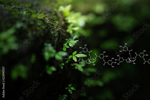 Plants background with biochemistry structure.