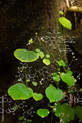 Plants background with biochemistry structure.
