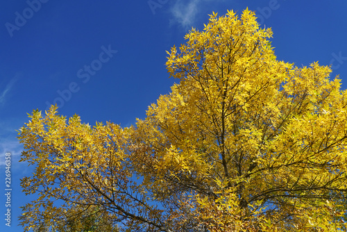 golden autumn tree under blue sky