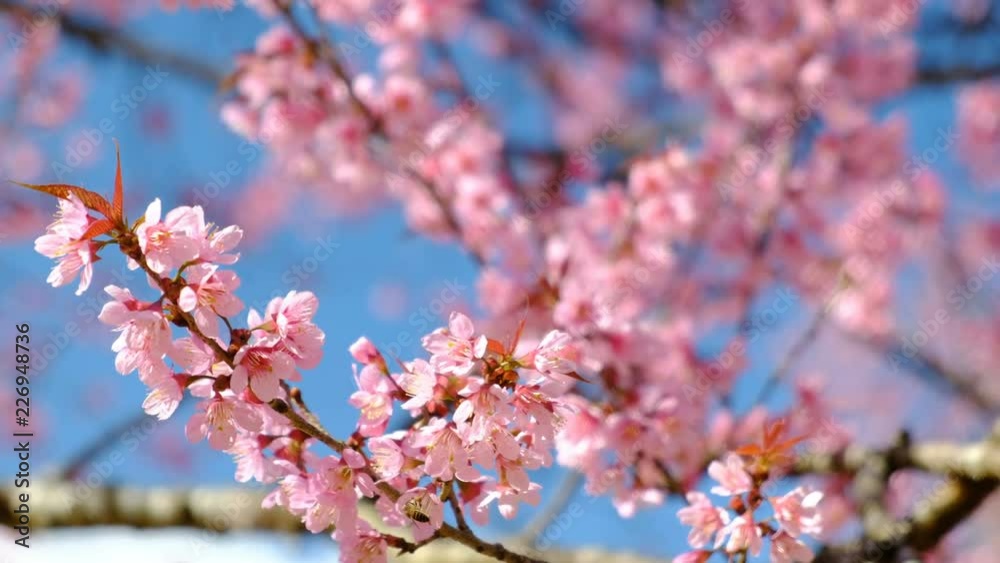 Sakura, cherry blossoms flower in spring Sakura, cherry blossoms flower in spring