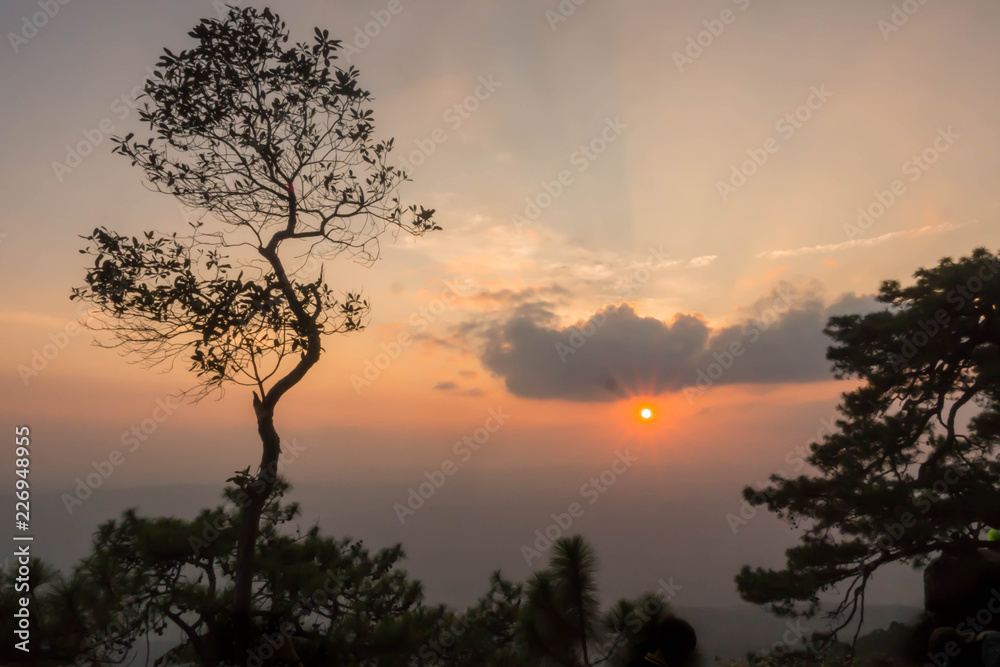 Sunset with silhouette of tree. Sunset with silhouette of tree.