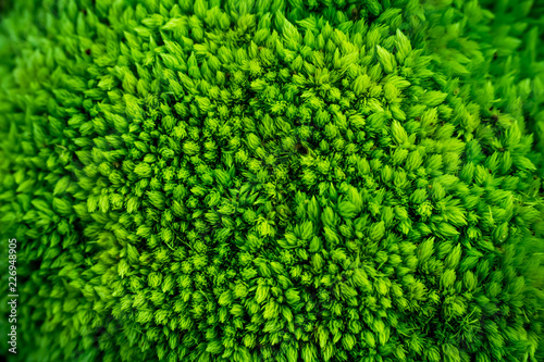 Green moss texture background.