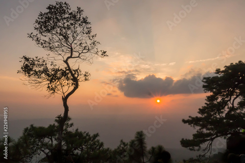 Sunset with silhouette of tree.