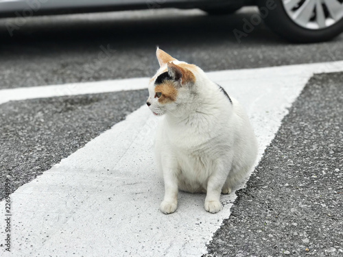 A white cat with black and brown markers is sitting on the car parking ground. photo