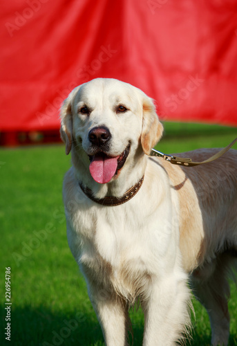 Fototapeta Naklejka Na Ścianę i Meble -  Dog breed Golden retriever