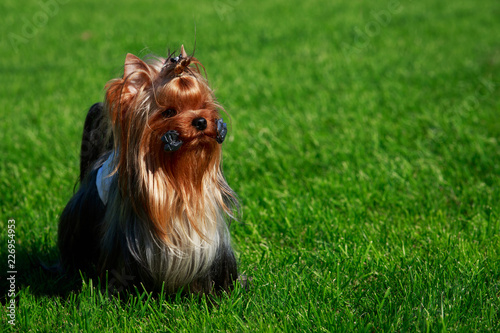 Dog breed Yorkshire Terrier