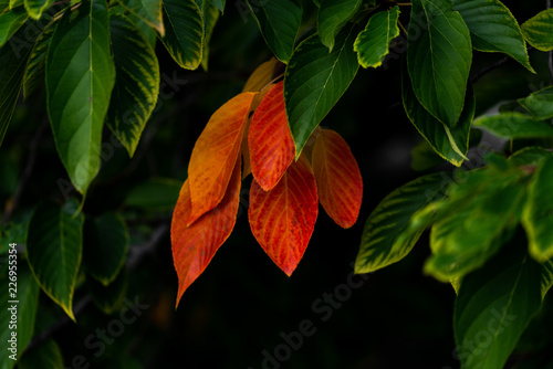 Rote Blätter zwischen grünen Blättern an einem Baum © blende11.photo