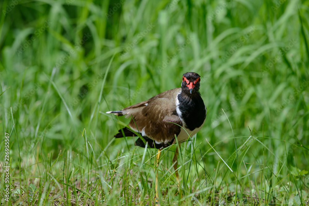 Red-wattled lapwing is an Asian lapwing or large plover, a wader in the family Charadriidae. They are ground birds that are incapable of perching. Red-wattled lapwing is an Asian lapwing or large plover, a wader in the family Charadriidae. They are ground birds that are incapable of perching.