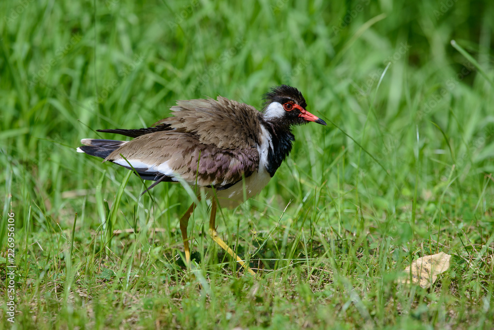 Red-wattled lapwing is an Asian lapwing or large plover, a wader in the family Charadriidae. They are ground birds that are incapable of perching. Red-wattled lapwing is an Asian lapwing or large plover, a wader in the family Charadriidae. They are ground birds that are incapable of perching.