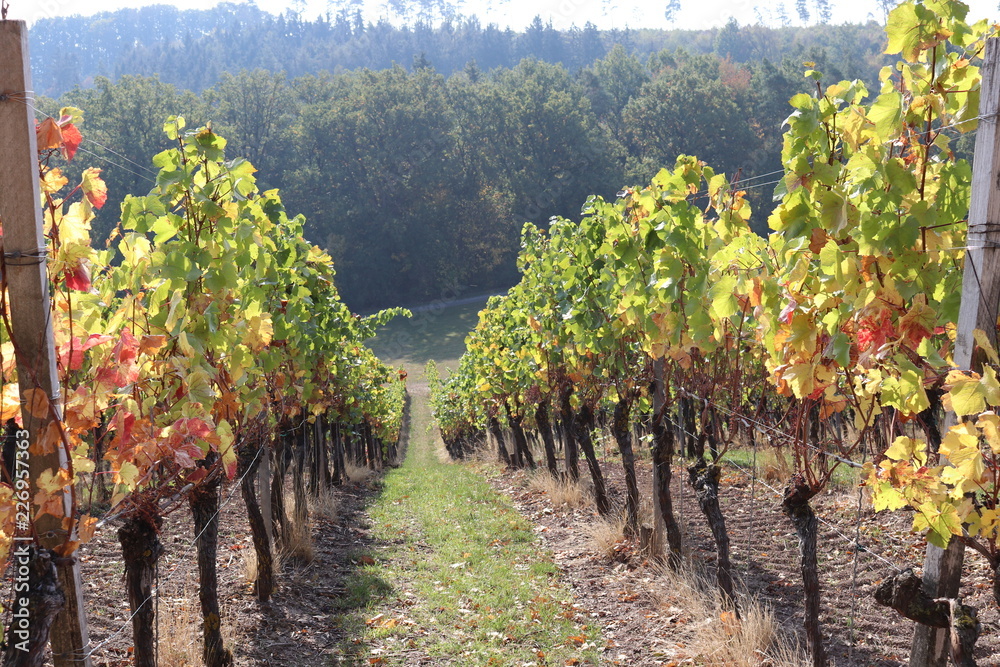 Weinstöcke der Sorte Silvaner Riesling im goldenen Herbst in Franken